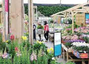 Despite monthly increases, plant sales never recovered early losses